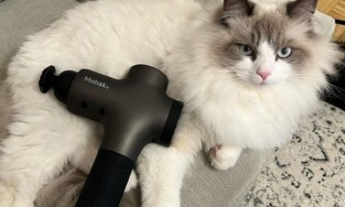 Best Massage Gun Under $150: Top Reviews & Buying Guide