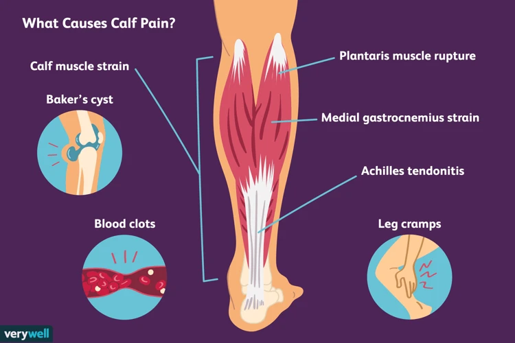 Anatomy Of The Calf