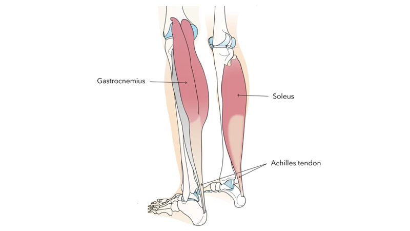 How To Massage The Gastrocnemius Muscle