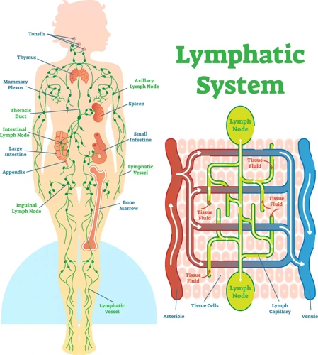 Considerations For Massaging Lymph Nodes When Sick