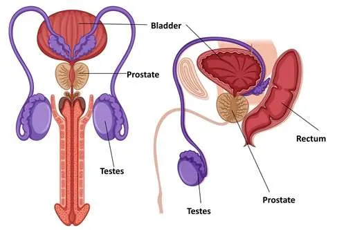 Prostate Massage