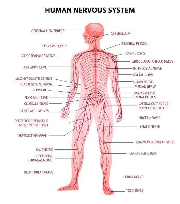 Human Body Nervous System Overview of the Nervous System