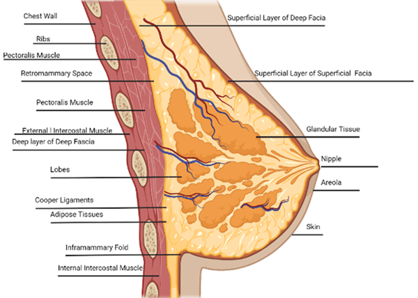 diagram illustrating the anatomy of the breast