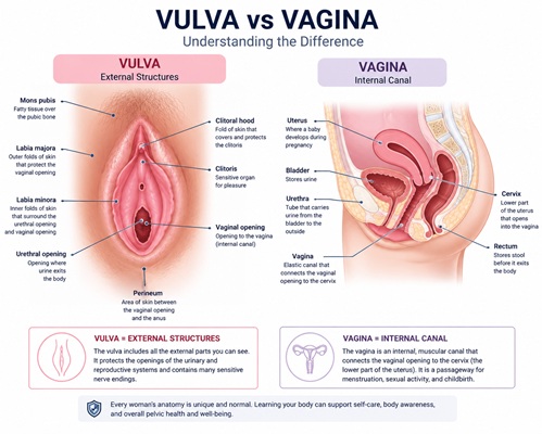 Medical diagram showing the difference between the vulva and vagina, including the clitoris, clitoral hood, labia majora, labia minora, vaginal opening, cervix, uterus, bladder, and internal vaginal canal.